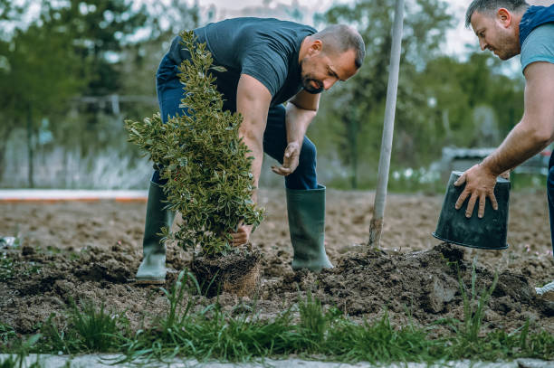 Best Weed Control  in USA